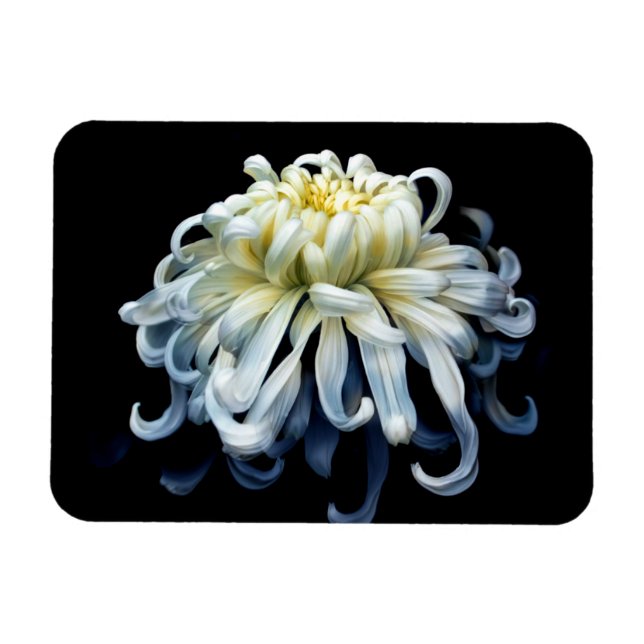 Flowers | White Chrysanthemum Magnet (Horizontal)