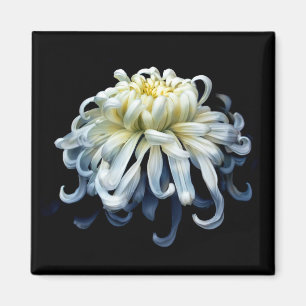 Flowers White Chrysanthemum Magnet