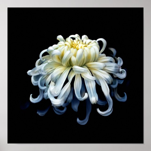 Flowers | White Chrysanthemum Poster (Front)