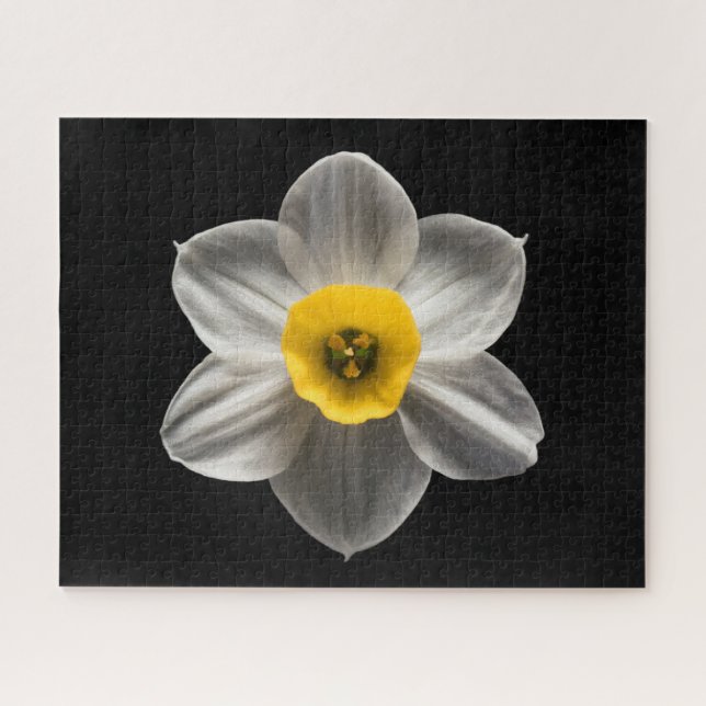 Flowers | White Daffodil Flower Jigsaw Puzzle (Horizontal)