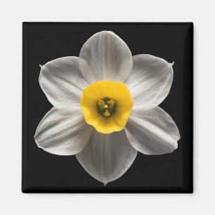 Flowers White Daffodil Flower Magnet