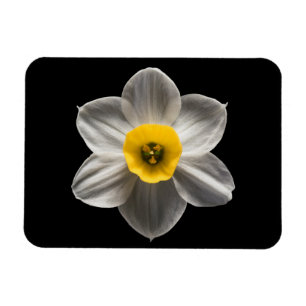 Flowers White Daffodil Flower Magnet