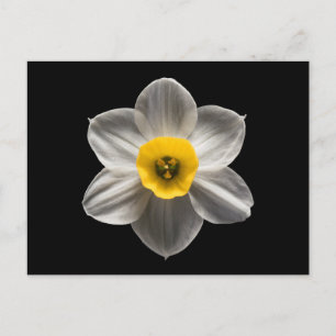 Flowers   White Daffodil Flower Postcard