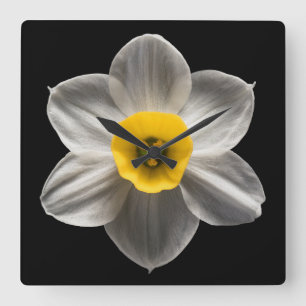 Flowers   White Daffodil Flower Square Wall Clock