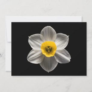 Flowers White Daffodil Flower Thank You Card