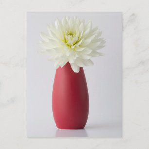Flowers White Dahlia in Red Vase Postcard