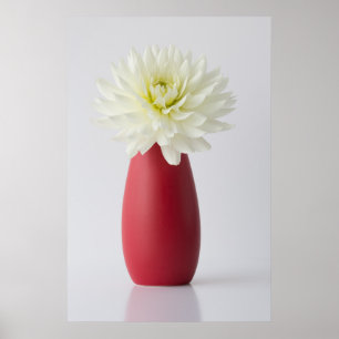 Flowers   White Dahlia in Red Vase Poster