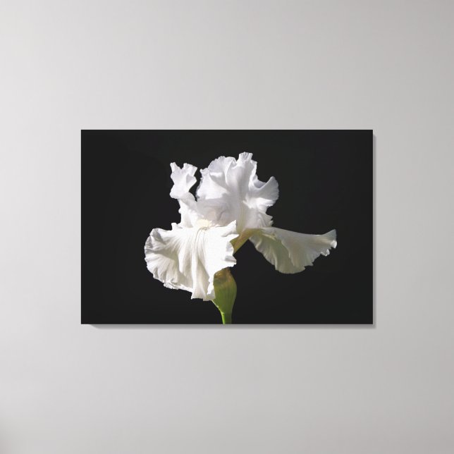 Flowers | White Iris Canvas Print (Front)