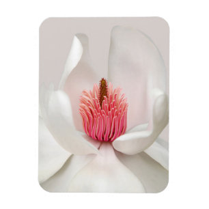Flowers White Magnolia Magnet