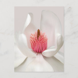 Flowers   White Magnolia Postcard