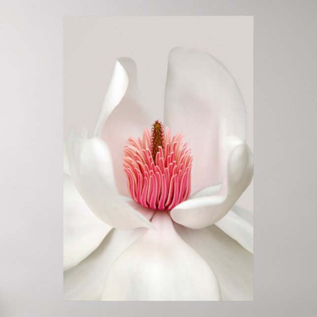 Flowers | White Magnolia Poster (Front)