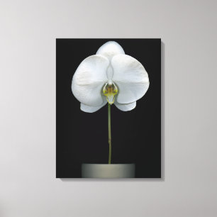 Flowers   White Orchid Flower Canvas Print