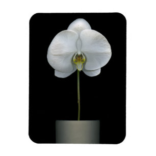 Flowers White Orchid Flower Magnet