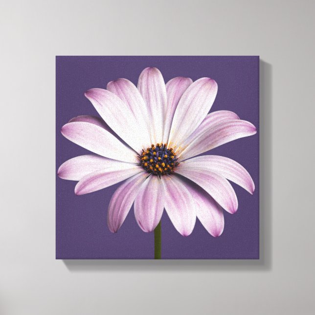 Flowers | White & Purple Daisy Canvas Print (Front)