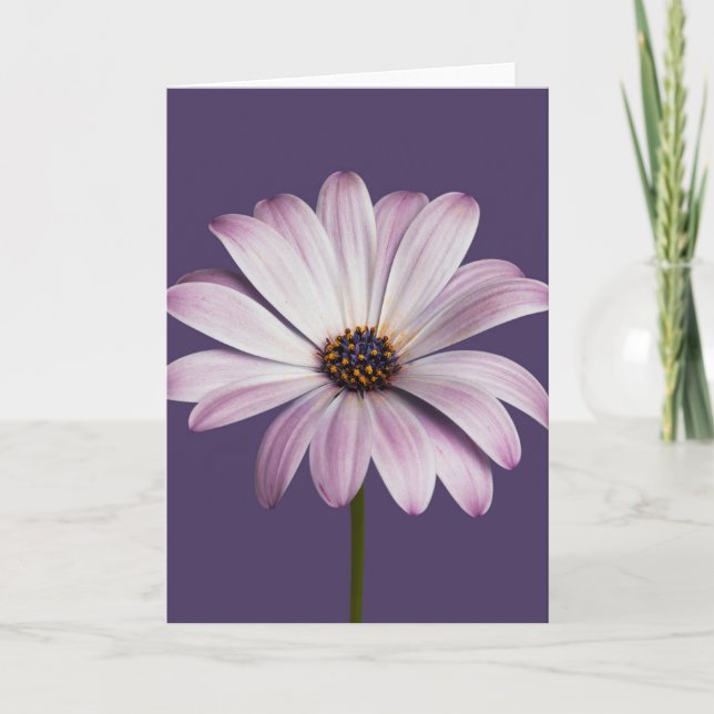 Flowers | White & Purple Daisy Card (Front)