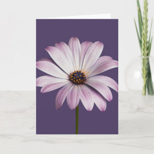 Flowers White & Purple Daisy Card
