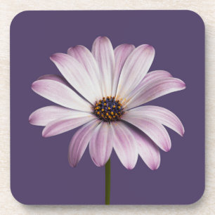 Flowers   White & Purple Daisy Coaster