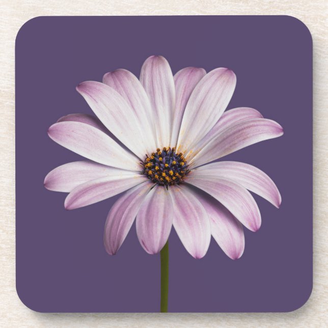 Flowers | White & Purple Daisy Coaster (Front)