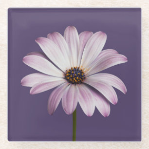 Flowers White & Purple Daisy Glass Coaster