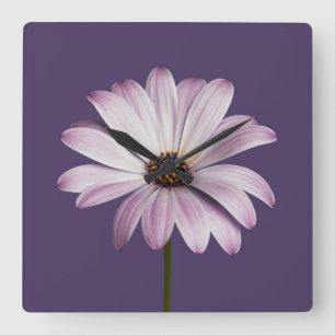Flowers White & Purple Daisy Square Wall Clock