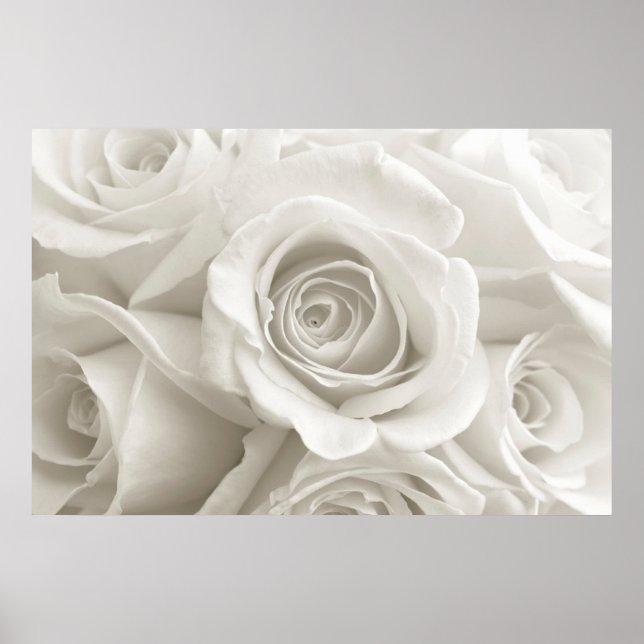 Flowers | White Roses Poster (Front)