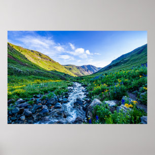 Flowers Wildflowers in Colorado Poster