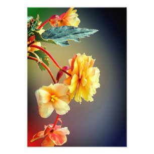 Flowers, Yellow flowers, Petals-63158 Photo Print