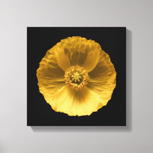 Flowers   Yellow Poppy Canvas Print