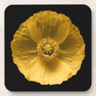 Flowers Yellow Poppy Coaster