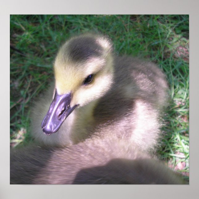 Fluff and Stuff Poster (Front)