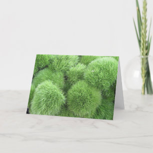 Fluff Ball Flowers! Green Dianthus Frameable Art Card