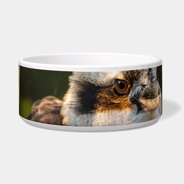 Fluffed up laughing kookaburra (Front)