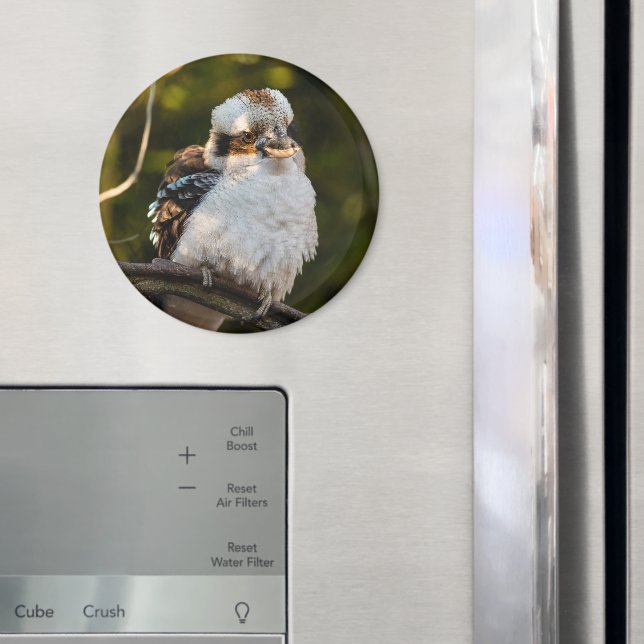 Fluffed up laughing kookaburra magnet (In Situ (Fridge))