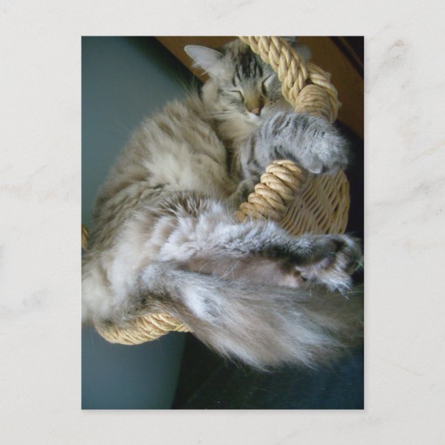 fluffiness in a basket postcard (Front)