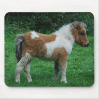 Fluffy Adorable Dartmoor Pony