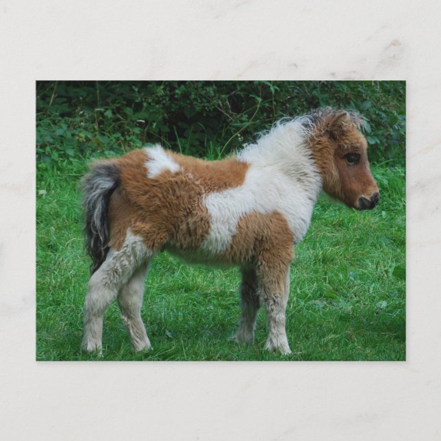 Fluffy Adorable Dartmoor Pony Postcard (Front)
