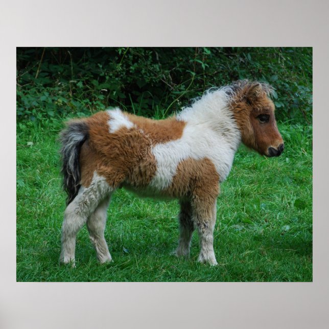 Fluffy Adorable Dartmoor Pony Poster (Front)