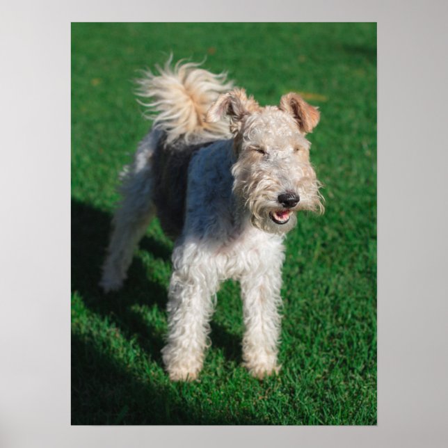 Fluffy Airedale Welsh Terrier Type Dog Puppy Poster (Front)