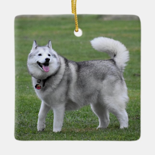 Fluffy Alaskan Malamute Dog Ceramic Ornament (Front)