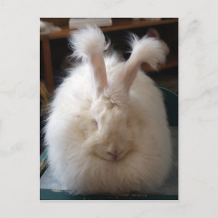 Fluffy Angora Bunny Postcard