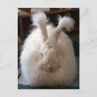 Fluffy Angora Bunny Postcard