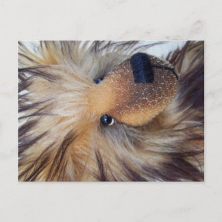 Fluffy Bear Postcard