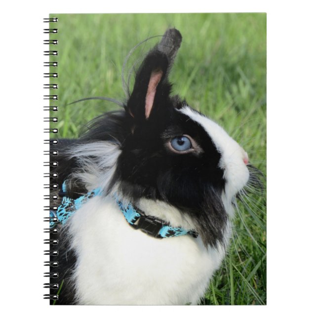 Fluffy Black and White Lionhead Bunny Rabbit Notebook (Front)