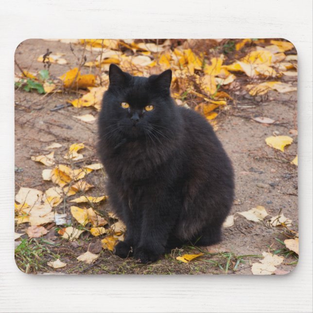 Fluffy Black Kitty and Autumn Leaves Mouse Pad (Front)