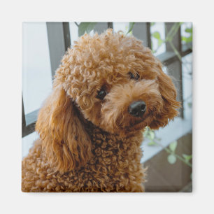 Fluffy Brown Poodle Puppy Dog Magnet
