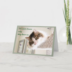 Fluffy Cat Face Sympathy Card