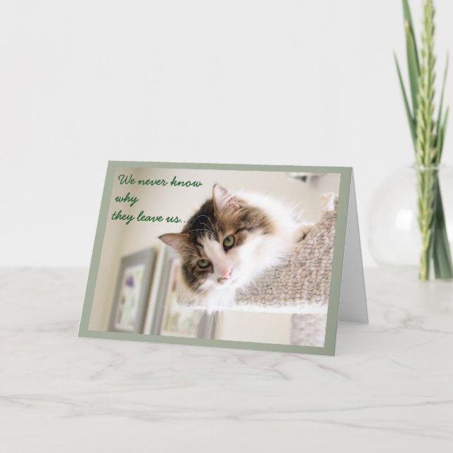 Fluffy Cat Face Sympathy Card (Front)