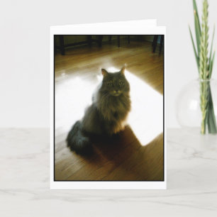 Fluffy cat in sunshine greeting card
