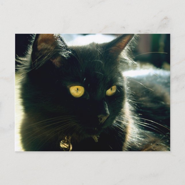 Fluffy Cat Postcard (Front)