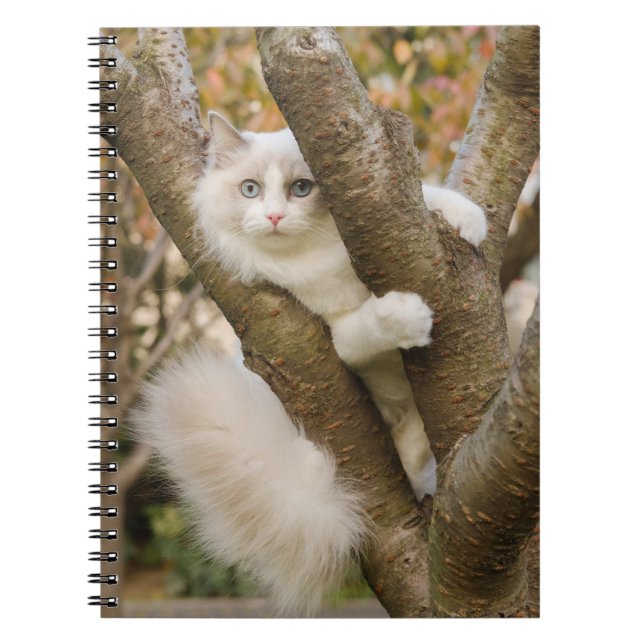 Fluffy Cat with Blue Eyes in a Tree Notebook (Front)